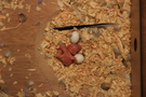 121216 --- Gruppbild av R9, R10 och ägg